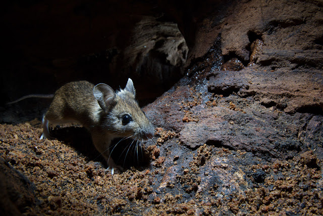 Genetic evidence suggests early mammals were nocturnal