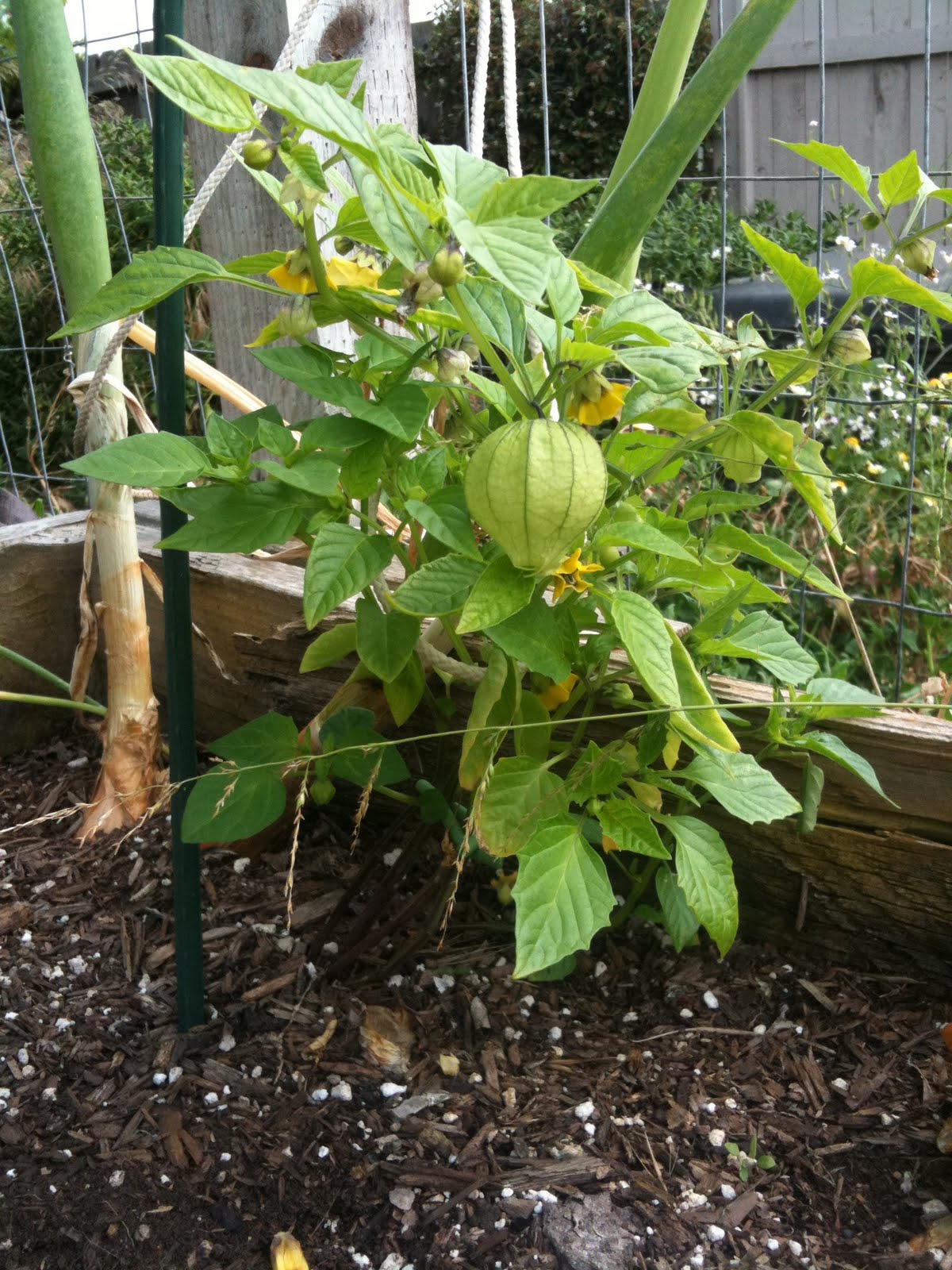Tomatillo stages