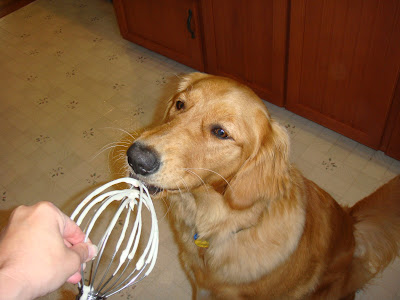 golden retriever licking whisk