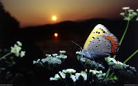 Butterflies HD Desktop Wallpapers