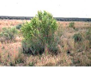 4wing saltbush