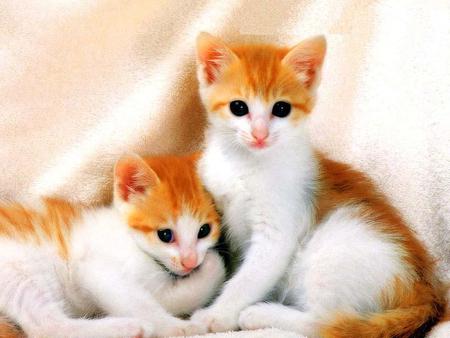 Cute Cats