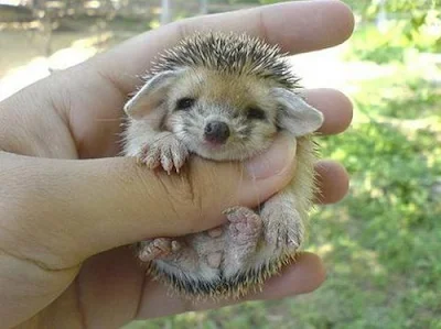 cute baby hedgehog