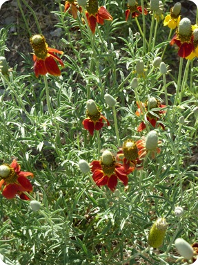 Santa Fe, NM 082