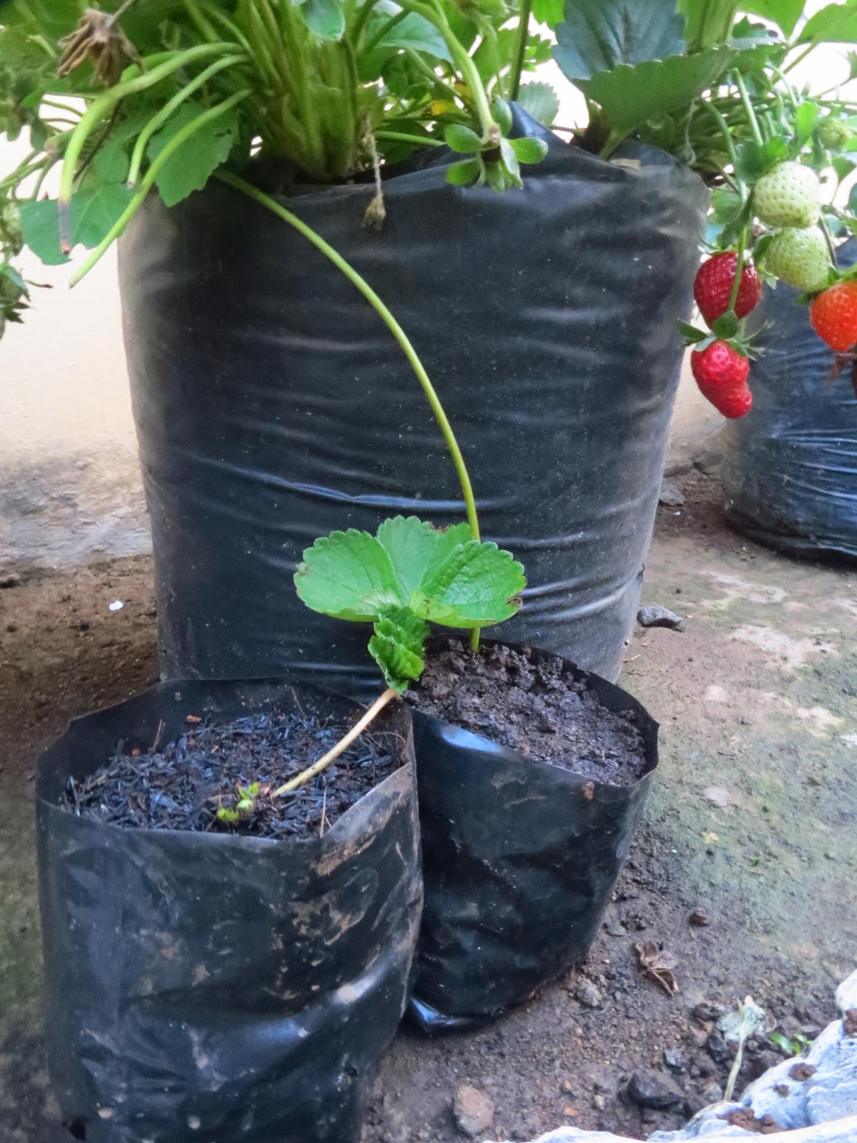 Tabulampot Budidaya Tanaman Strawberry