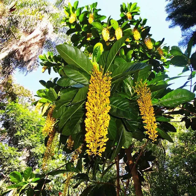 Lophantera-lactescens-A-planta-com-beleza-única-para-o-seu-jardim