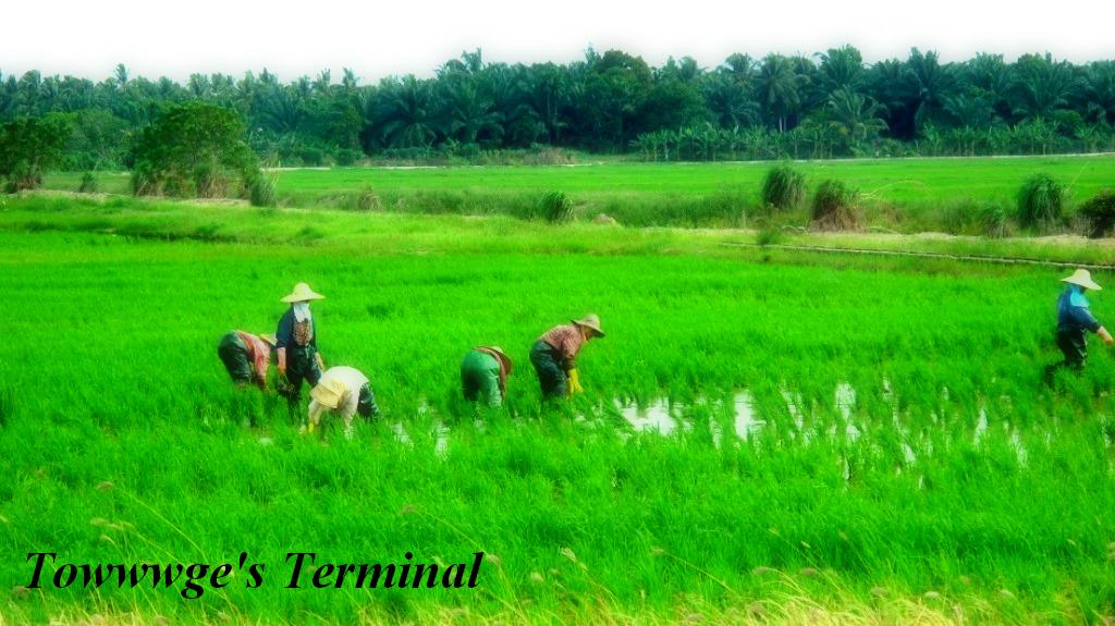  gambar  lukisan  pemandangan  sawah padi