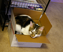 catinabox