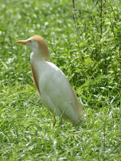 Héron garde-bœufs - Bubulcus ibis