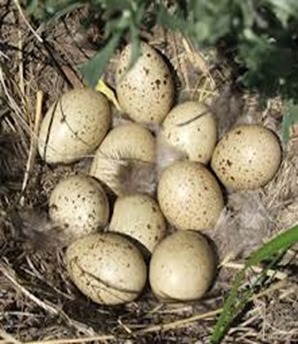 Amazing Pictures of Animals photo Nature, exotic, funny, incredibel, Zoo, Sage grouse, Centrocercus urophasianus, Alex (22)