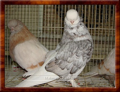 Tumbler long face pigeons for sale