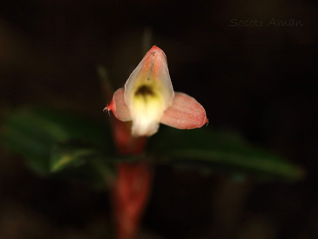 Goodyera biflora