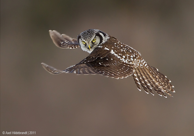 Northern Hawk Owl