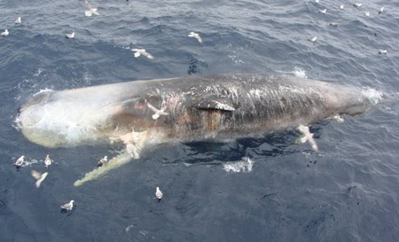 sperm whale cartoon. first of many sperm whales