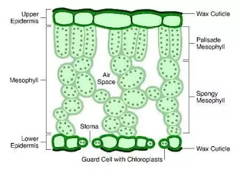 Plant cell