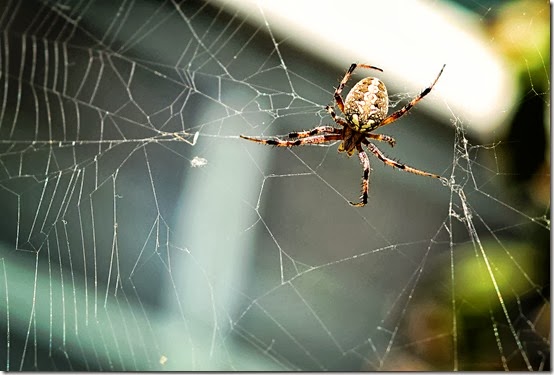 spider