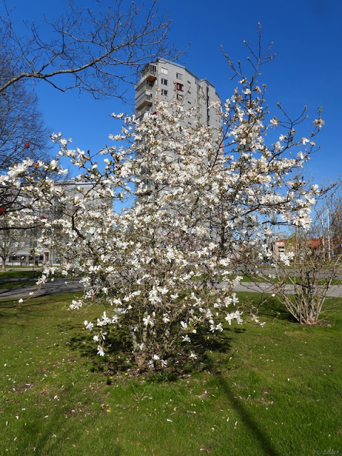 Härlig blomning men varar inte länge.