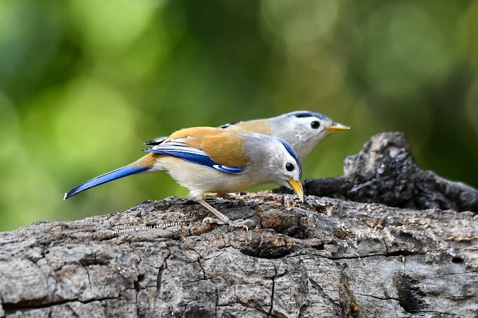 Blue Winged Siva at Sattal, Uttrakhand, India