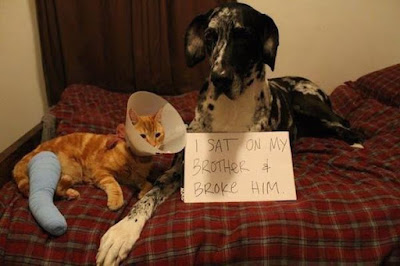 Funny Dog Humor : sorry for breaking your arm