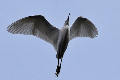"A majestic Great Egret (Ardea alba) soaring gracefully in flight against a blue sky backdrop. Its expansive wingspan and elongated neck create a striking silhouette as it glides effortlessly through the air."