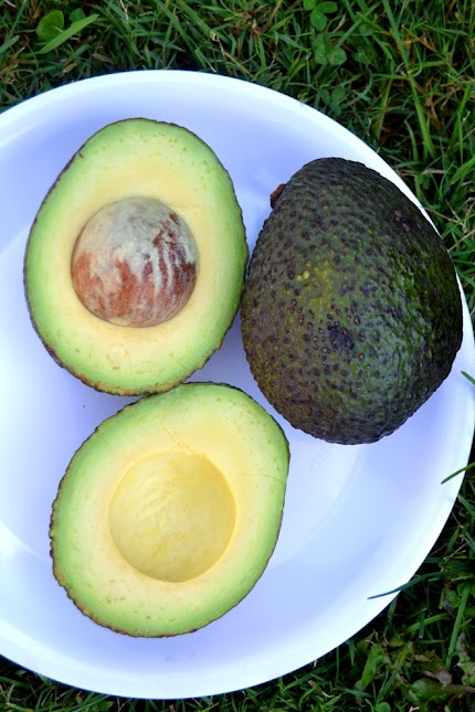 Avocado Party