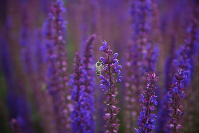 IMÁGENES DE ABEJAS EN FLORES - IMAGES OF BEES IN FLOWERS.