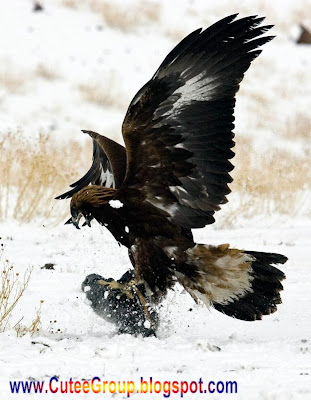 golden eagle hunting. Golden Eagle Hunting in