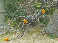 塩崎家の庭に目をやると、野鳥がきてる。