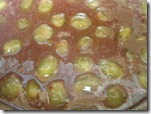 muscadines pan