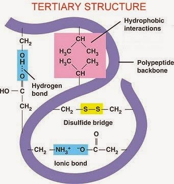 #13. Protein - Primary, Secondary, Tertiary and Quaternary ...