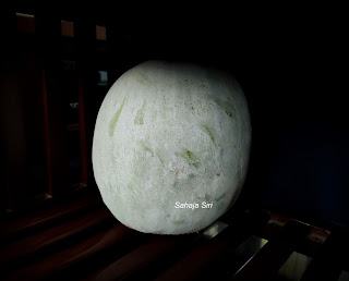 Ash gourd/Winter melon