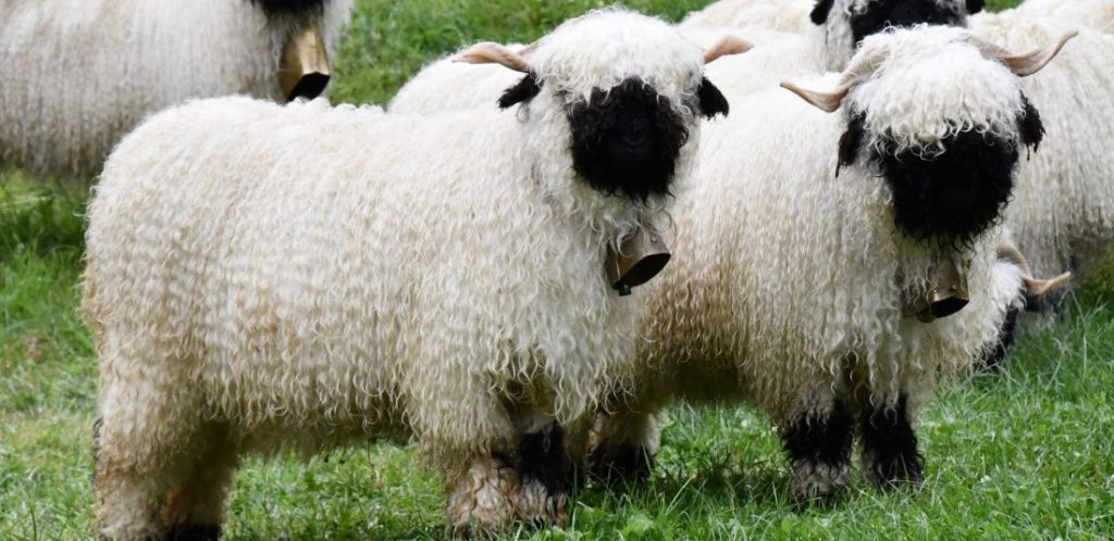 black faced valais sheep