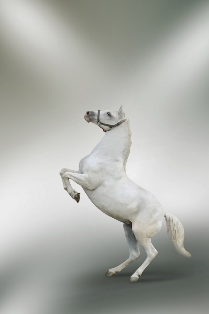  Gambar Kuda Putih Wallpaper