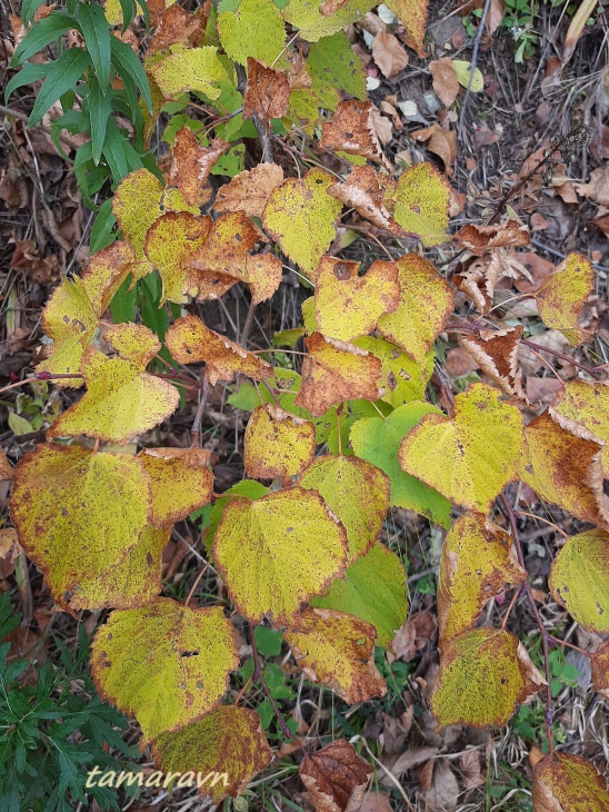 Липа амурская (Tilia amurensis)