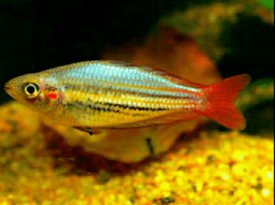 Ikan Rainbow Makaloci