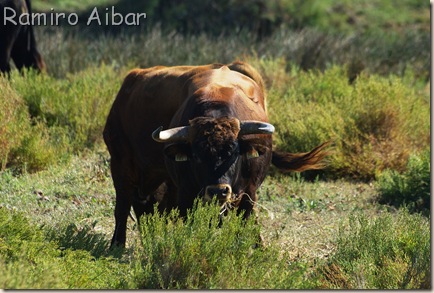 ayyy torito ayyy torito bravo