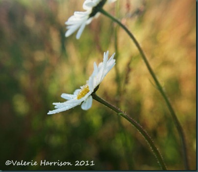 ox-eye-daisy-2