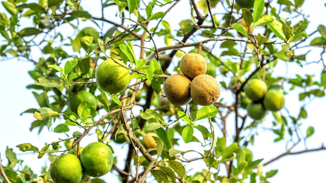 Do Lemon Trees Lose Their Leaves In Winter