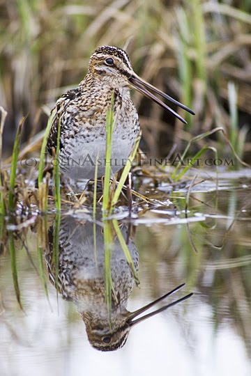 Wilson's Snipe (c) John Ashley