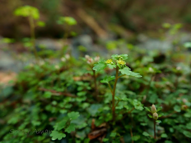 Chrysosplenium flagelliferum