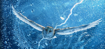 owl city