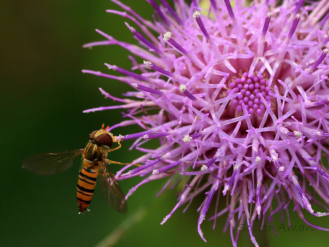 Episyrphus balteatus