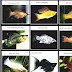 List Of Freshwater Aquarium Fish Species - Freshwater Tropical Fish Pictures