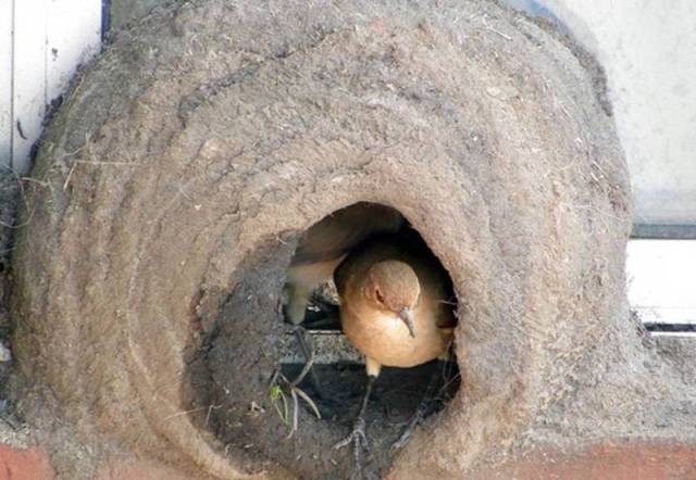 Bird Nest Construction