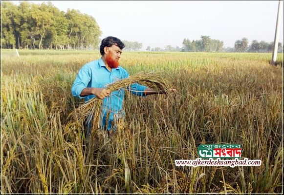 নওগাঁর ধামইরহাটে আধাপাকা ধান পুড়িয়ে দিয়েছে দুর্বৃত্তরা