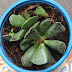 Adromischus cooperi oder Kiebitzei-Kurzstiel