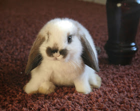 cute little bunny