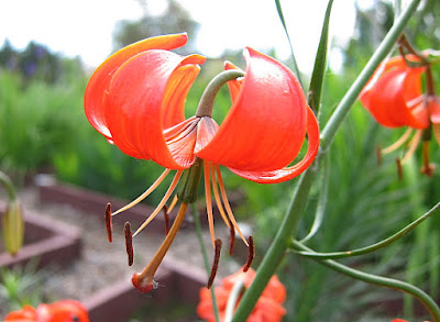 Лилия карликовая (Lilium pumilum)