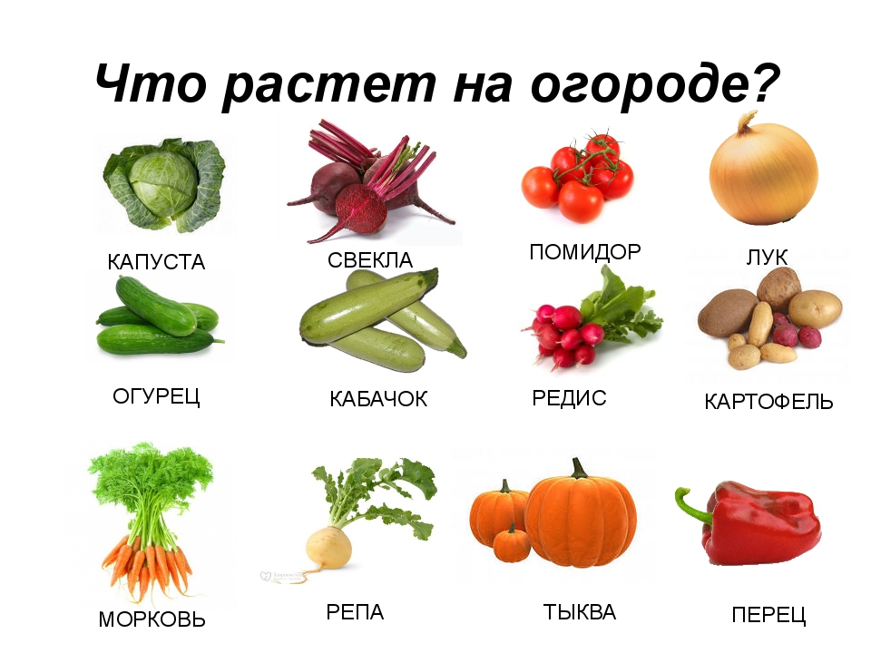 Лук репа горох свекла