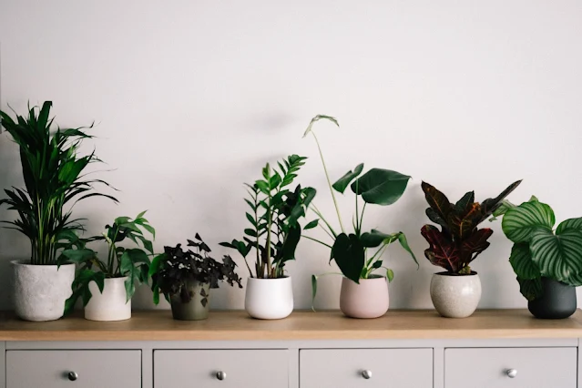 7 Best Indoor Plants for Apartment Living